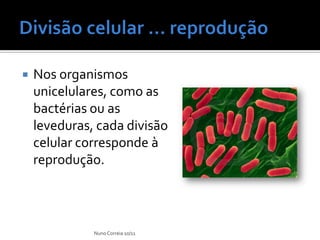    Nos organismos
    unicelulares, como as
    bactérias ou as
    leveduras, cada divisão
    celular corresponde à
    reprodução.



              Nuno Correia 10/11
 
