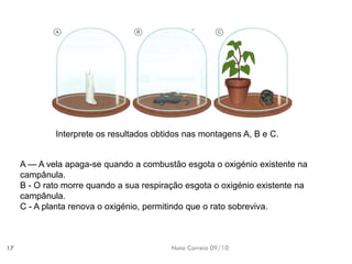 Nuno Correia 09/10 
17Interprete osresultados obtidosnas montagensA, B eC. A —A velaapaga-se quandoa combustão esgota o oxigénio existente na campânula. B -O ratomorre quandoa suarespiração esgotao oxigénioexistente nacampânula. C -A plantarenova ooxigénio, permitindoque orato sobreviva.  