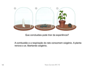 Nuno Correia 09/10 
18Que conclusões pode tirar da experiência? A combustãoe arespiração dorato consomemoxigénio. A plantarenova oar, libertandooxigénio.  