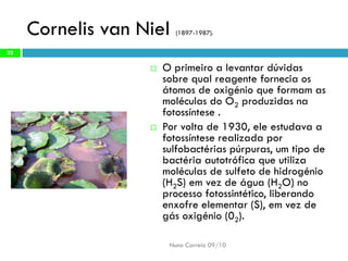 Cornelis van Niel (1897-1987). 
O primeiro a levantar dúvidas sobre qual reagente fornecia os átomos de oxigénio que formam as moléculas do O2produzidas na fotossíntese . 
Por volta de 1930, ele estudava a fotossíntese realizada por sulfobactériaspúrpuras, um tipo de bactéria autotróficaque utiliza moléculas de sulfetode hidrogénio (H2S) em vez de água (H2O) no processo fotossintético, liberando enxofre elementar (S), em vez de gás oxigénio (02). 
Nuno Correia 09/10 
22  