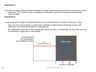 Nuno Correia 09/10 
29 
Experiência A 
Colocaram-se algasverdes, dogénero Chlorella, nummeio contendodióxido de carbono marcado com carbono radioactivo (14C). Verificou-se queas substânciassintetizadas nodecurso dafotossíntese apresentavamradioactividade. 
Experiência B 
A umasuspensão dealgas, fortementeiluminada, foifornecido dióxidode carbonoradioactivo (14C02). 
Após umahora deiluminação, asalgas foramcolocadas naobscuridade, verificando-seque oC02continuavaa serabsorvido durante15 a20 segundos. 
Se ailuminação inicialnão se fizerdurante pelomenos umahora, aincorporação deC02cessaassim quese transferemas algaspara aobscuridade.  