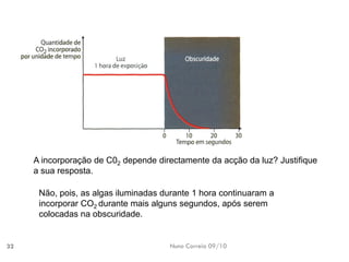 Nuno Correia 09/10 
32 
A incorporaçãode C02dependedirectamente daacção daluz? Justifique asua resposta. 
Não, pois, asalgas iluminadasdurante 1 horacontinuaram aincorporar CO2 durantemais algunssegundos, apósserem colocadasna obscuridade.  