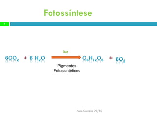 Fotossíntese 
Nuno Correia 09/10 
7 
luz 
Pigmentos Fotossintéticos  