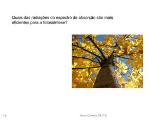 Nuno Correia 09/10 
13 
Quais das radiações do espectro de absorção são mais eficientes para a fotossíntese?  