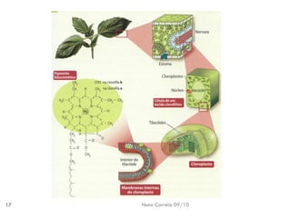 Nuno Correia 09/10 
17  