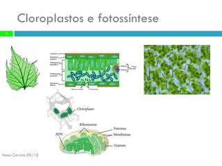 Cloroplastose fotossíntese 
Nuno Correia 09/10 
2  