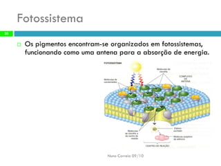 Fotossistema 
Os pigmentosencontram-se organizadosem fotossistemas, funcionandocomo umaantena paraa absorçãode energia. 
Nuno Correia 09/10 
20  
