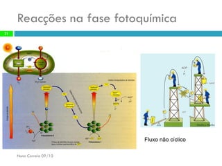 Reacções nafase fotoquímica 
Nuno Correia09/10 
21 
Fluxo nãocíclico  