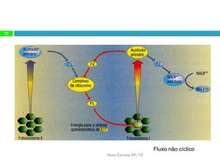 Nuno Correia 09/10 
22 
Fluxo nãocíclico  