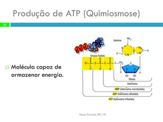 Produção deATP (Quimiosmose) 
Molécula capazde armazenarenergia. 
Nuno Correia 09/1023  