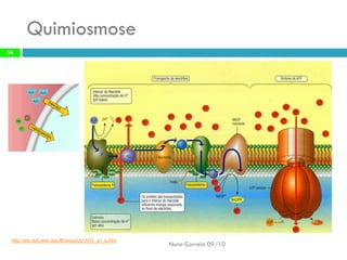 Quimiosmose 
Nuno Correia 09/10 
24 
http://ats.doit.wisc.edu/Biology/cb/ch/t1_a1_b.htm  