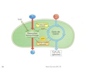 Nuno Correia 09/10 
25  