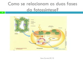Como se relacionamas duasfases dafotossíntese? 
Nuno Correia 09/1027  