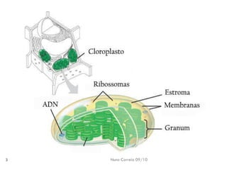 Nuno Correia 09/10 
3  