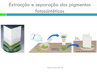 Extracção eseparação dospigmentos fotossintéticos 
Nuno Correia 09/10 
4  