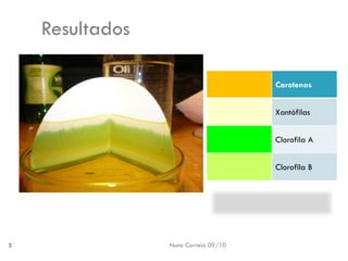 Nuno Correia 09/10 
5 
Resultados 
Carotenos 
Xantófilas 
Clorofila A 
Clorofila B  