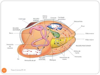 10   Nuno Correia 09-10
 