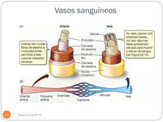 Vasos sanguíneos




14   Nuno Correia 09-10
 