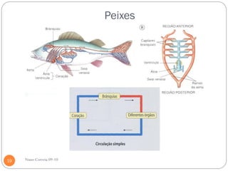 Peixes




19   Nuno Correia 09-10
 