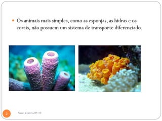  Os animais mais simples, como as esponjas, as hidras e os
      corais, não possuem um sistema de transporte diferenciado.




2     Nuno Correia 09-10
 