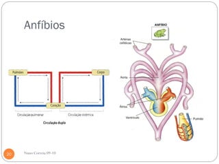 Anfíbios




20   Nuno Correia 09-10
 