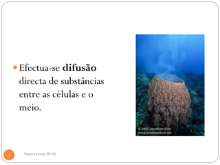  Efectua-se difusão
     directa de substâncias
     entre as células e o
     meio.



3     Nuno Correia 09-10
 