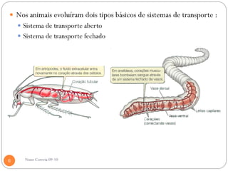  Nos animais evoluíram dois tipos básicos de sistemas de transporte :
     Sistema de transporte aberto
     Sistema de transporte fechado




6     Nuno Correia 09-10
 