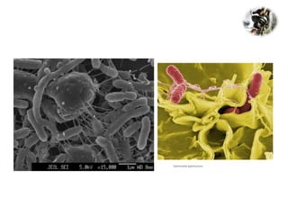 Salmonella typhimurium
 