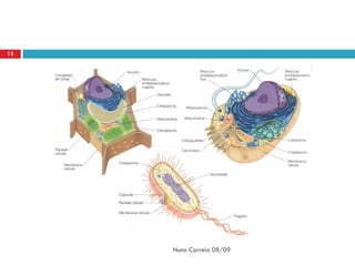 12




     Nuno Correia 08/09
 