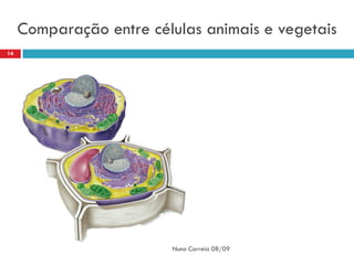 Comparação entre células animais e vegetais
14




                         Nuno Correia 08/09
 