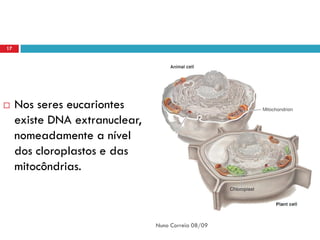 17




    Nos seres eucariontes
     existe DNA extranuclear,
     nomeadamente a nível
     dos cloroplastos e das
     mitocôndrias.



                                Nuno Correia 08/09
 