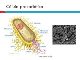 Célula procariótica
9




                    Nuno Correia 08/09
 