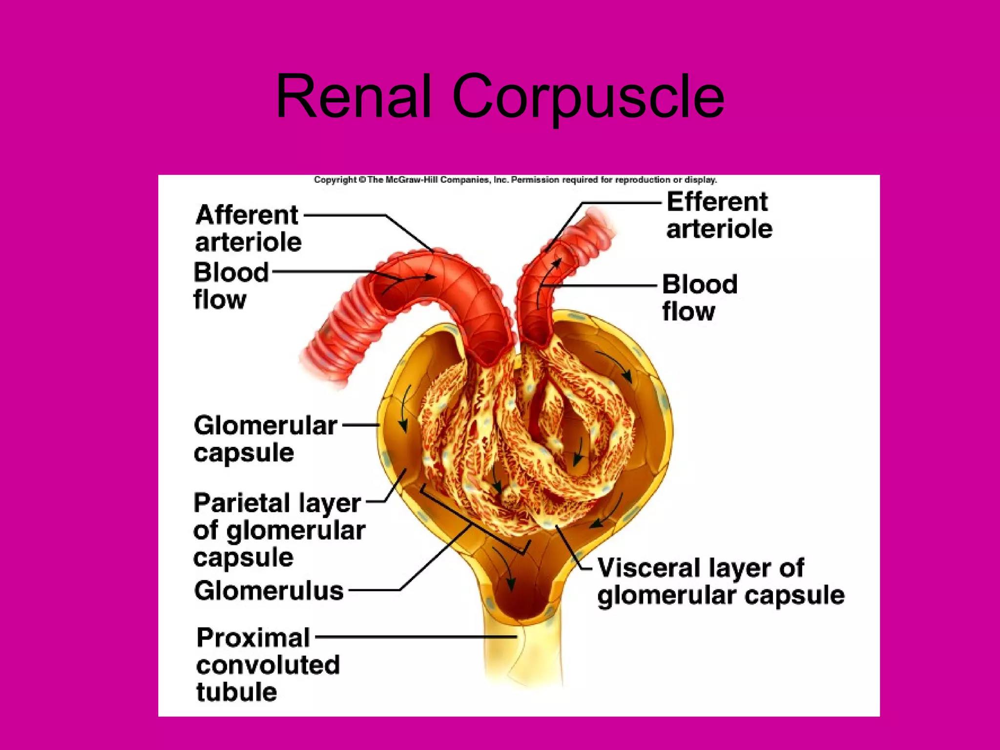 Renal Corpuscle
 