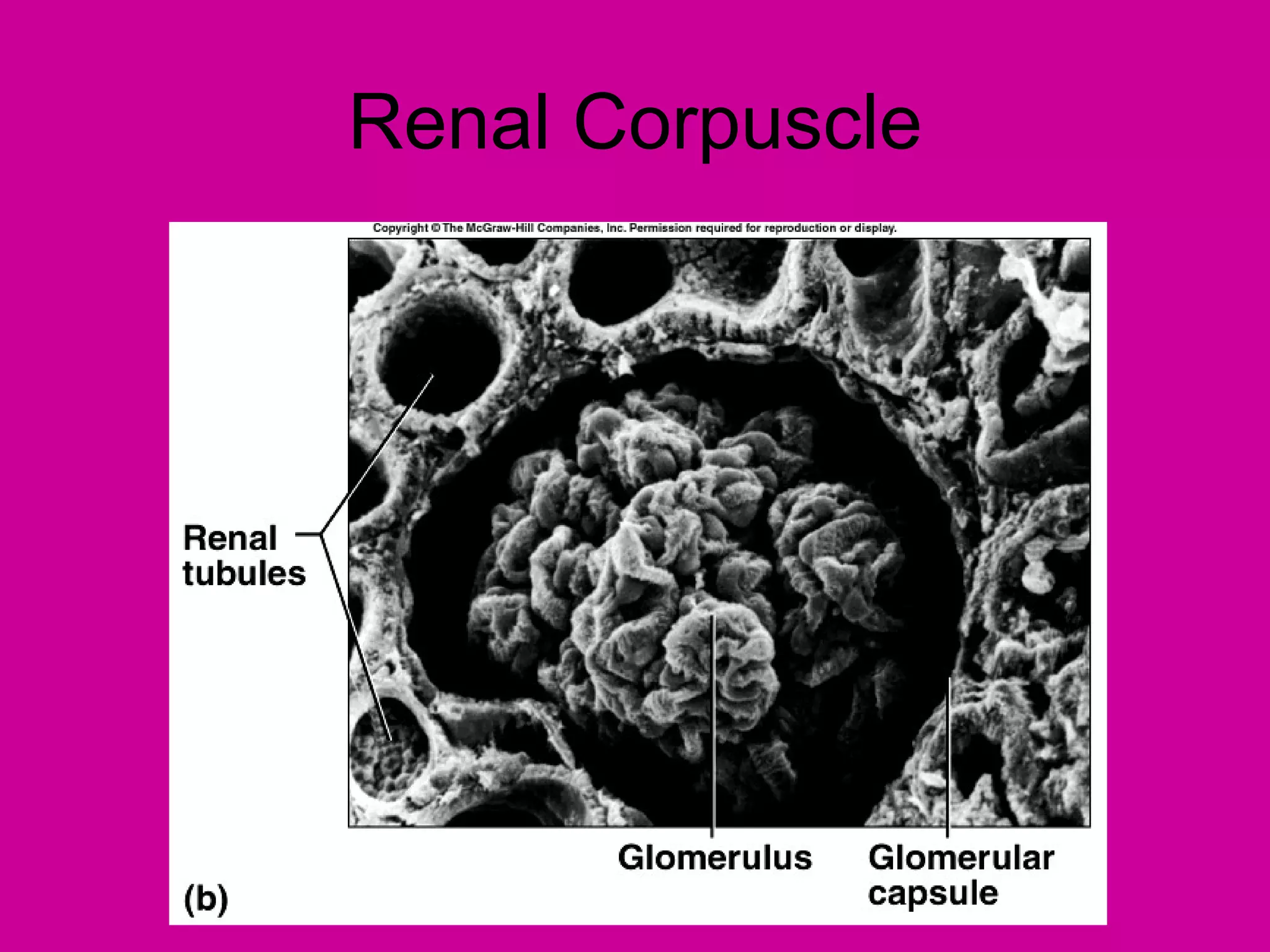 Renal Corpuscle
 