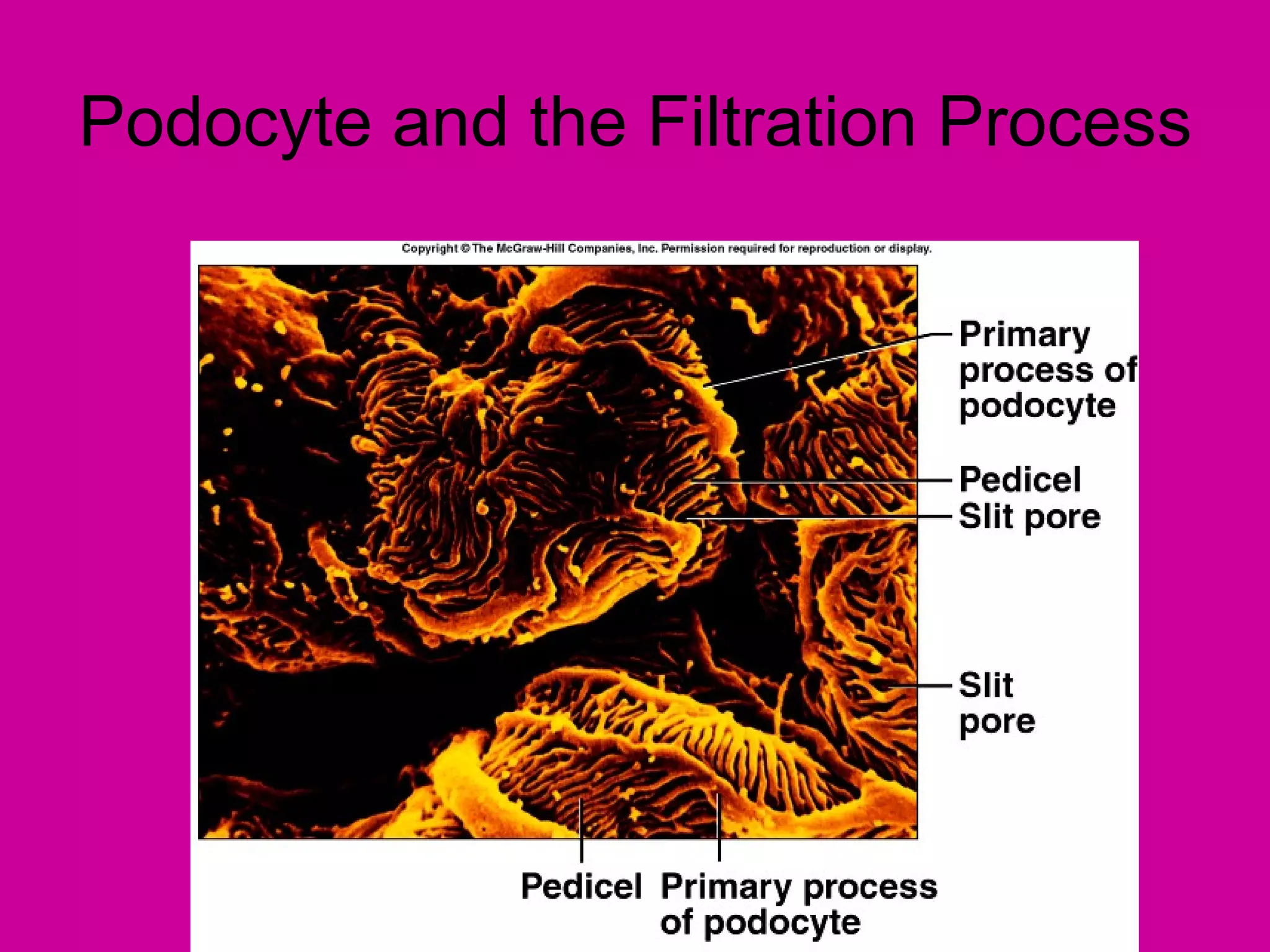 Podocyte and the Filtration Process
 