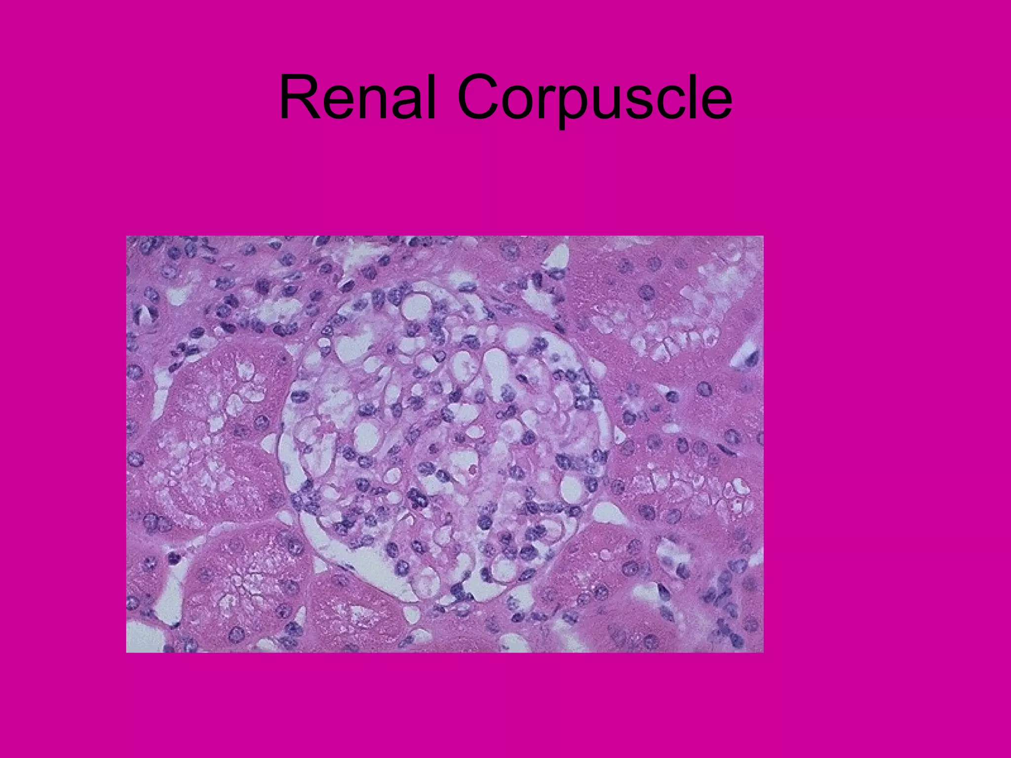 Renal Corpuscle
 