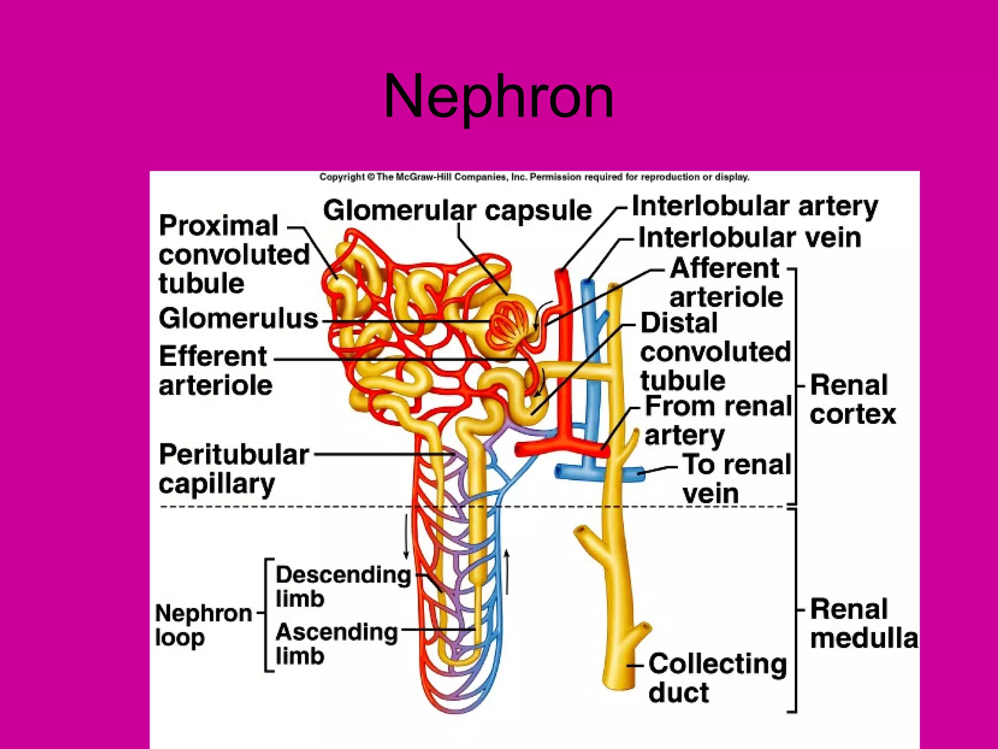 Nephron
 