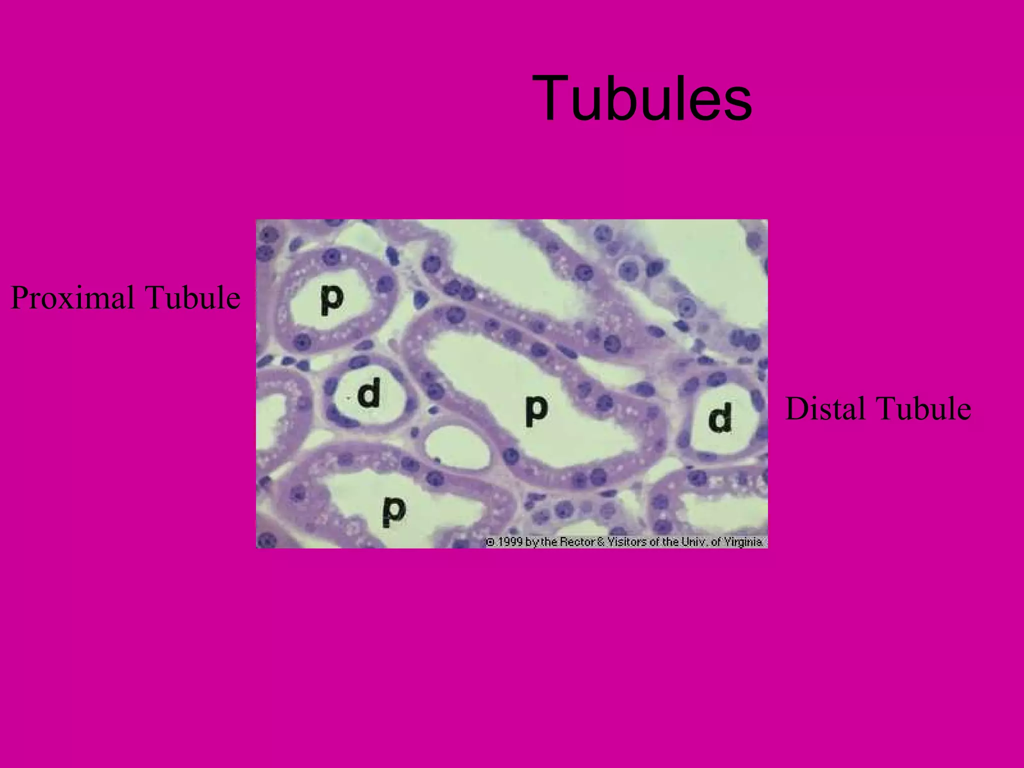 Tubules


Proximal Tubule


                            Distal Tubule
 