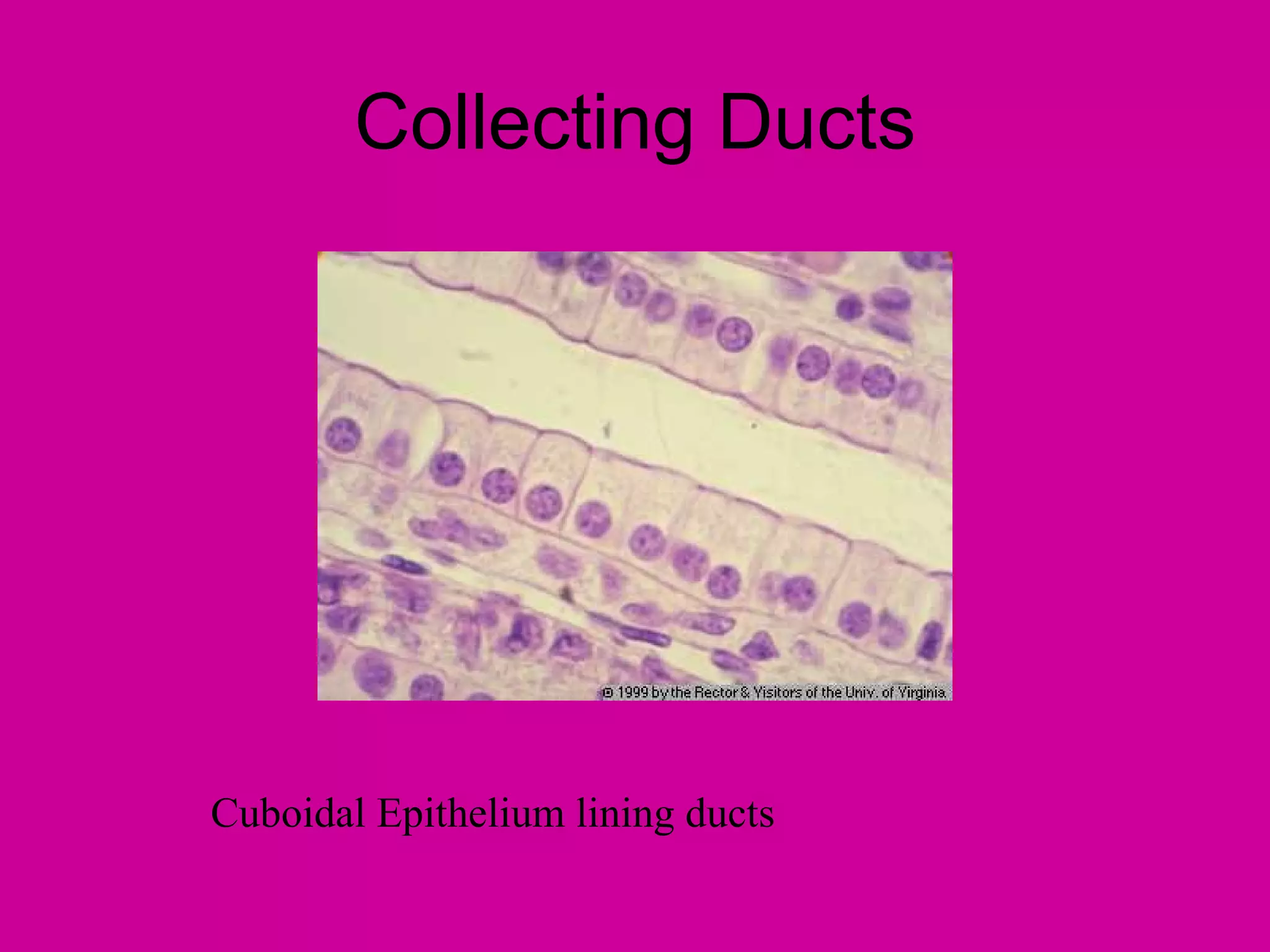 Collecting Ducts




Cuboidal Epithelium lining ducts
 