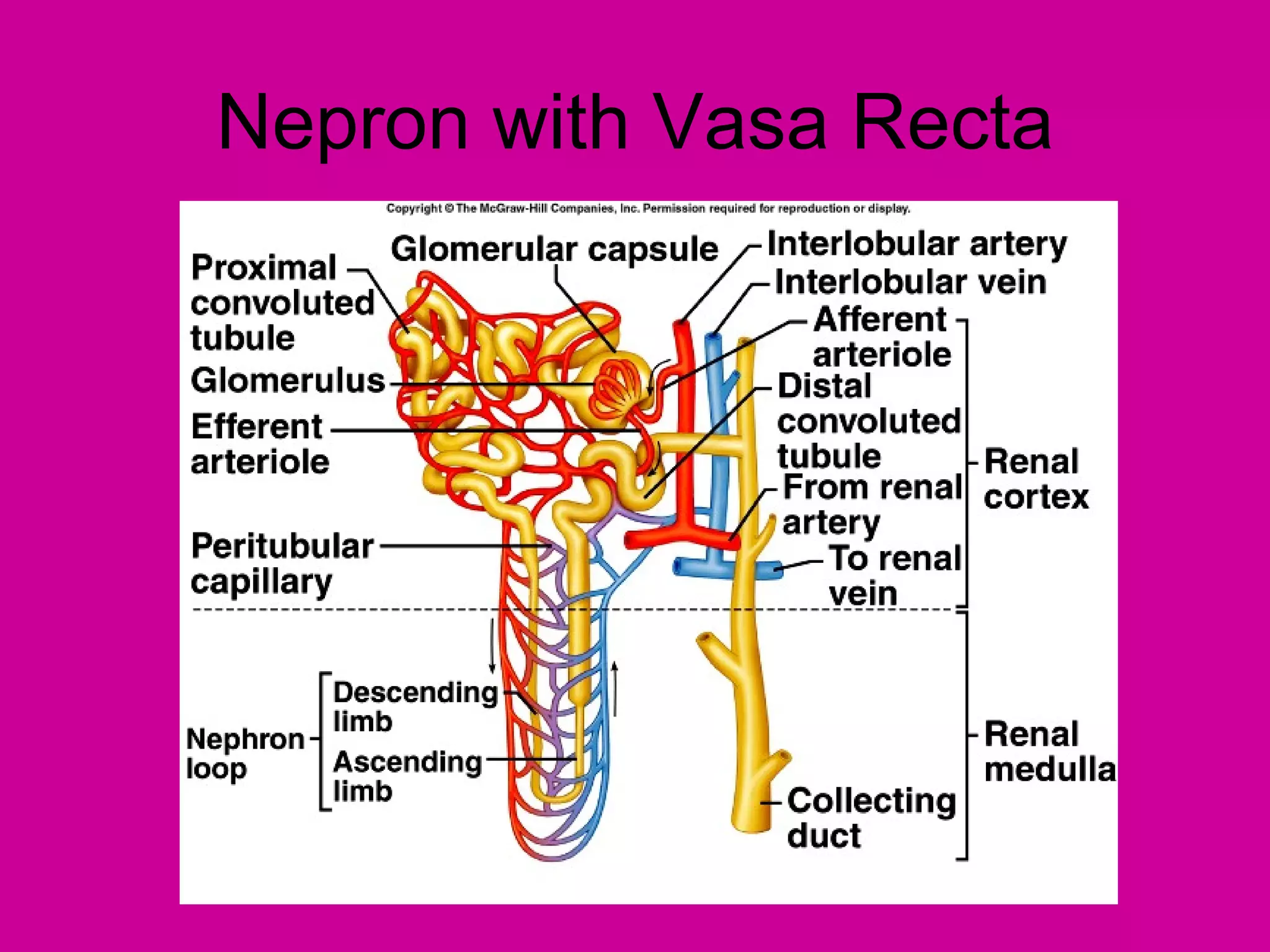 Nepron with Vasa Recta
 