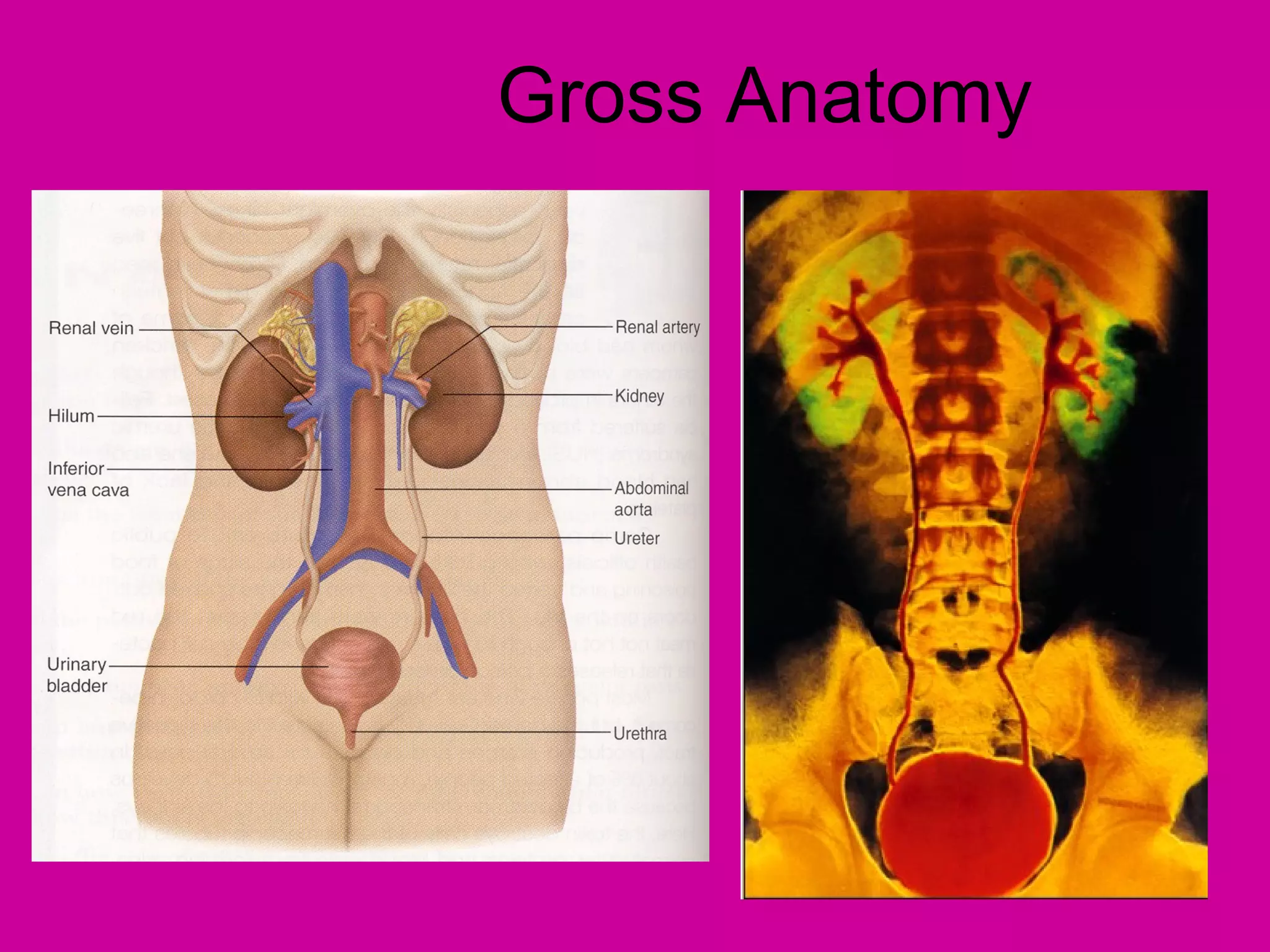Gross Anatomy
 