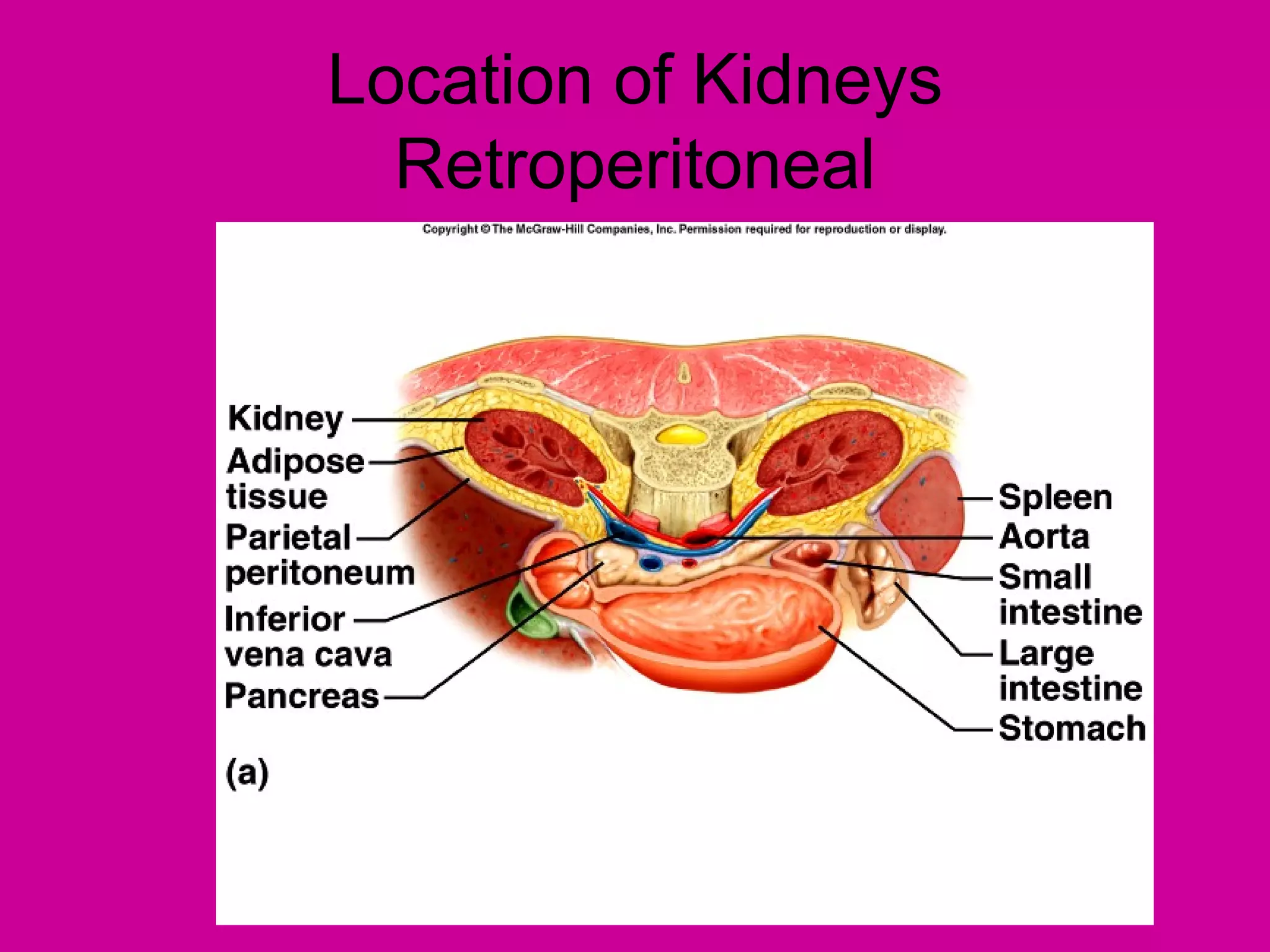 Location of Kidneys
  Retroperitoneal
 
