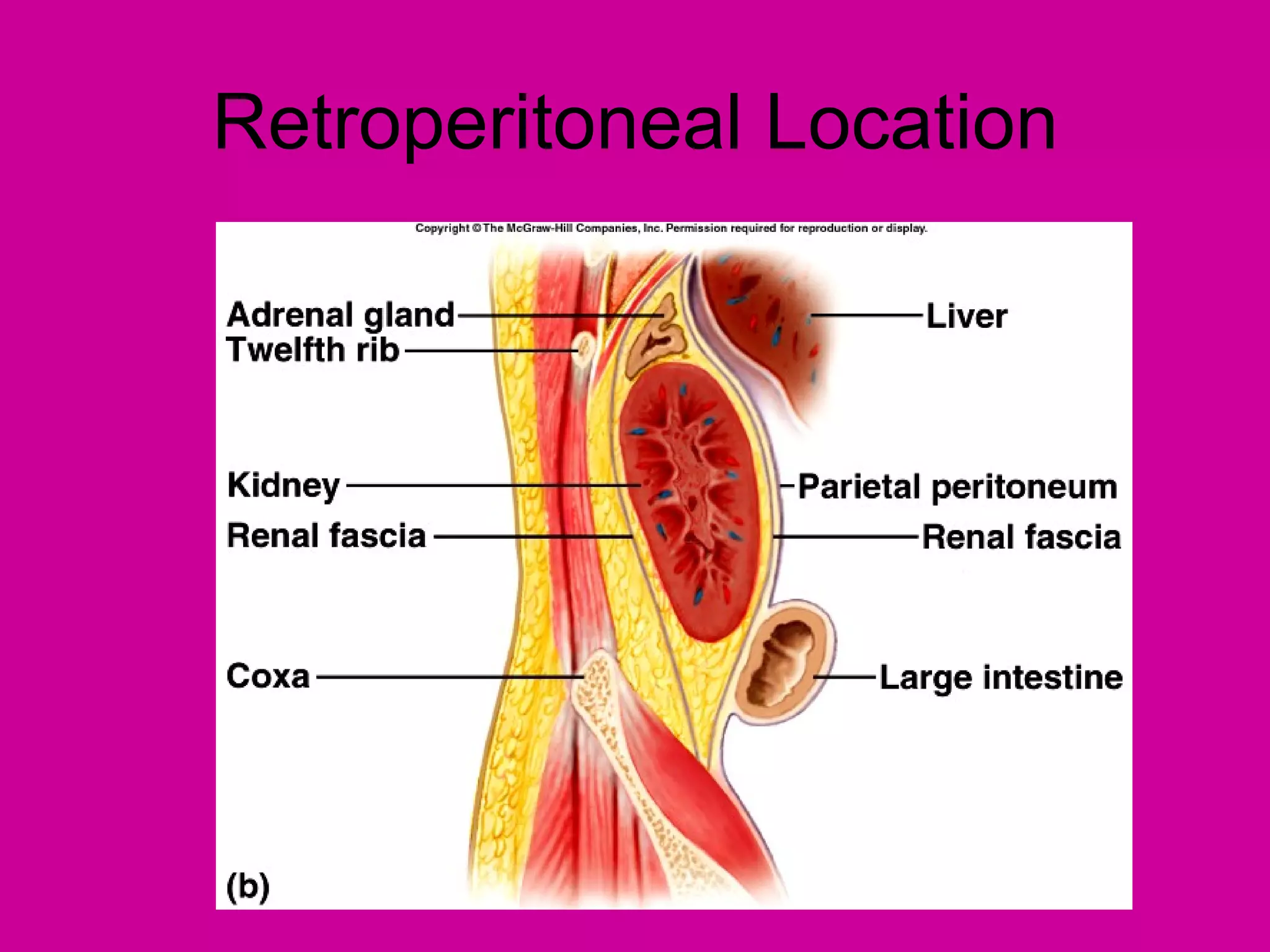Retroperitoneal Location
 