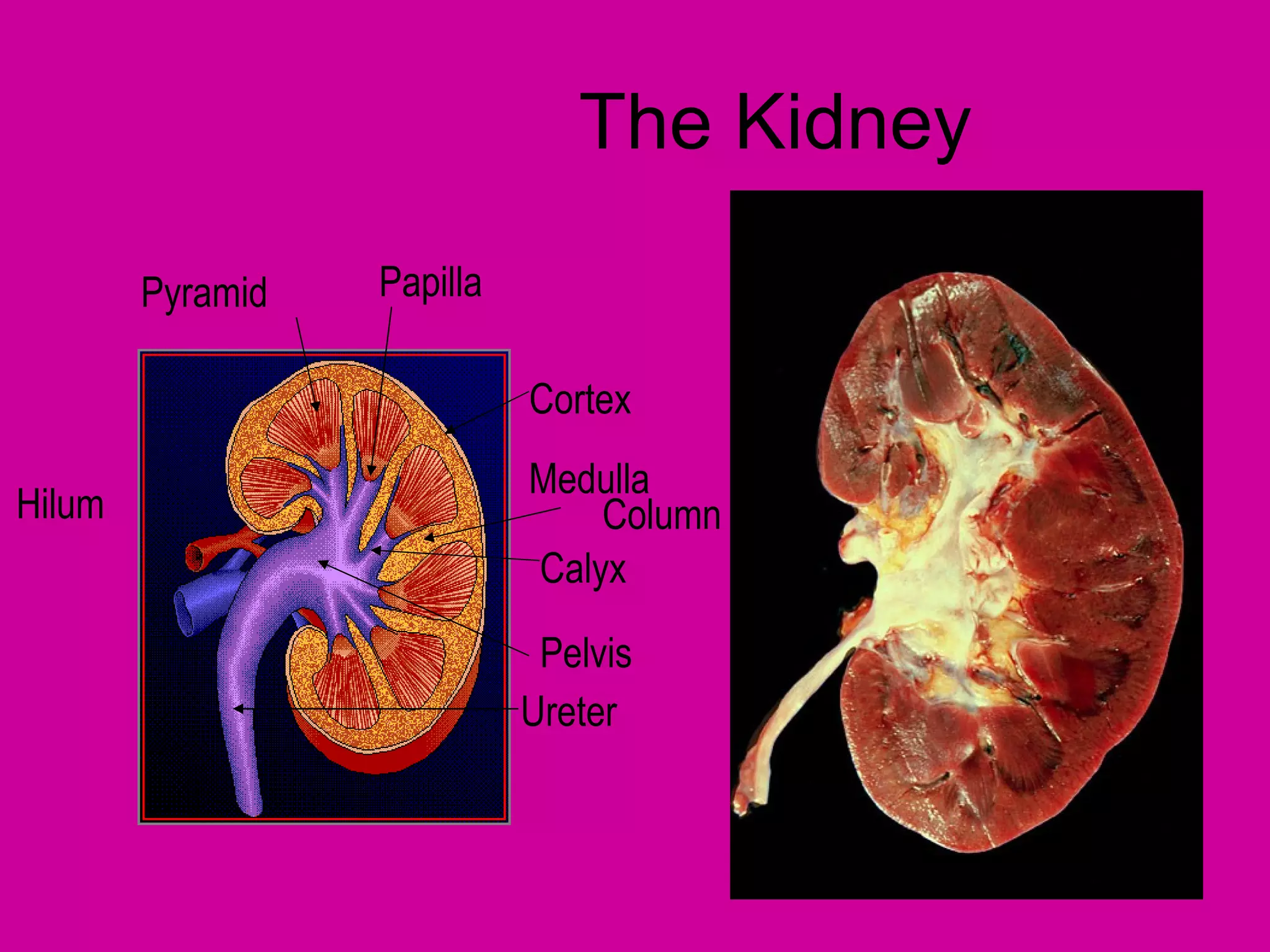 The Kidney

        Pyramid   Papilla

                            Cortex
                            Medulla
Hilum                           Column
                            Calyx

                             Pelvis
                            Ureter
 