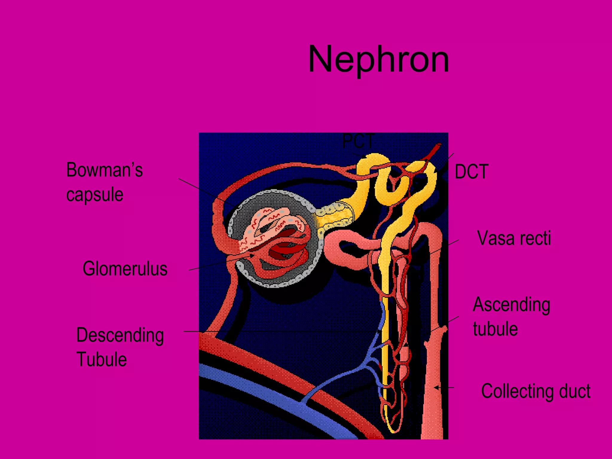 Nephron

               PCT
Bowman’s                DCT
capsule

                         Vasa recti
 Glomerulus
                         Ascending
 Descending              tubule
 Tubule
                          Collecting duct
 