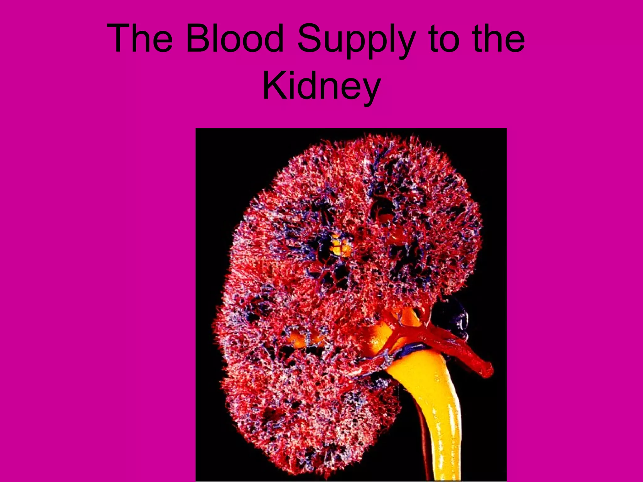 The Blood Supply to the
        Kidney
 