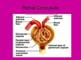 Renal Corpuscle
 
