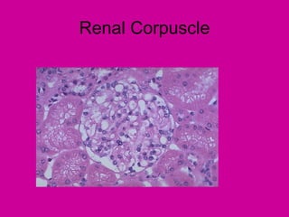 Renal Corpuscle
 