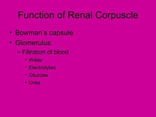 Function of Renal Corpuscle
• Bowman’s capsule
• Glomerulus
  – Filtration of blood
     •   Water
     •   Electrolytes
     •   Glucose
     •   Urea
 