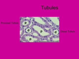 Tubules


Proximal Tubule


                            Distal Tubule
 